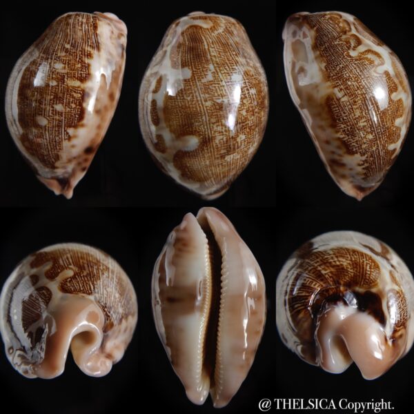Leporicypraea mappa ... Freack ... 71.76 mm Gem-0