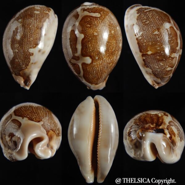 Leporicypraea mappa ...QLD... 72.31 mm Gem-0