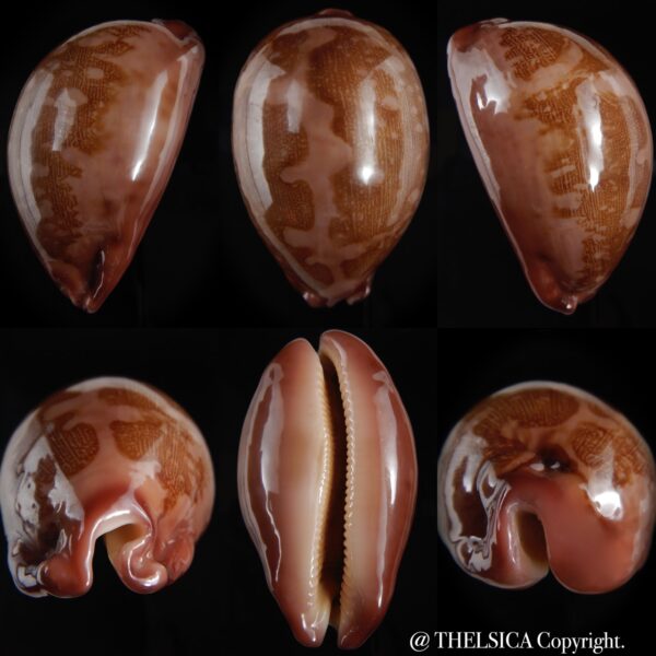 Leporicypraea mappa panerythra 71.23 mm Gem-0