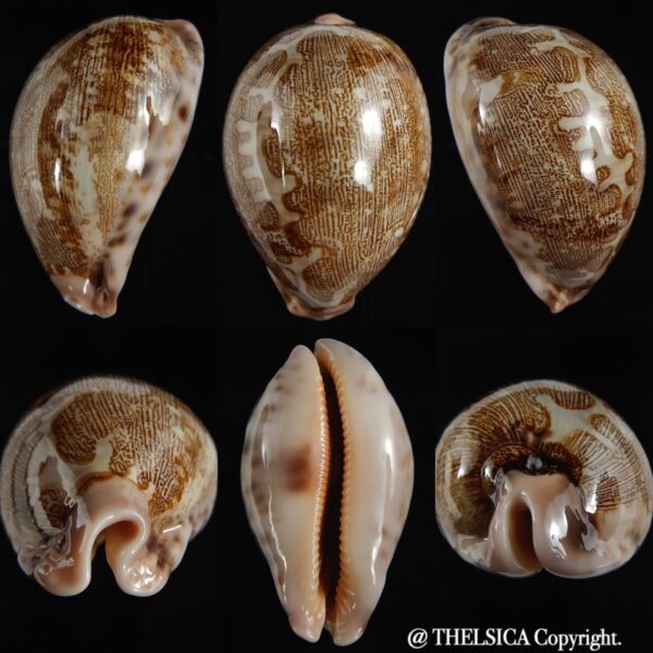 Leporicypraea mappa viridis " bellona" 70,09 mm Gem-0