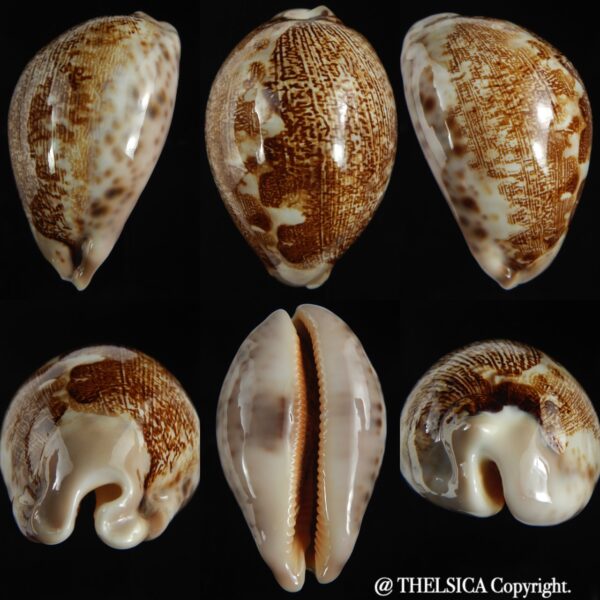 Leporicypraea mappa viridis " bellona" 75.10 mm Gem-0