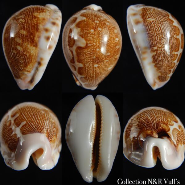 Leporicypraea mappa viridis eluceta ....59.85 mm Gem-0