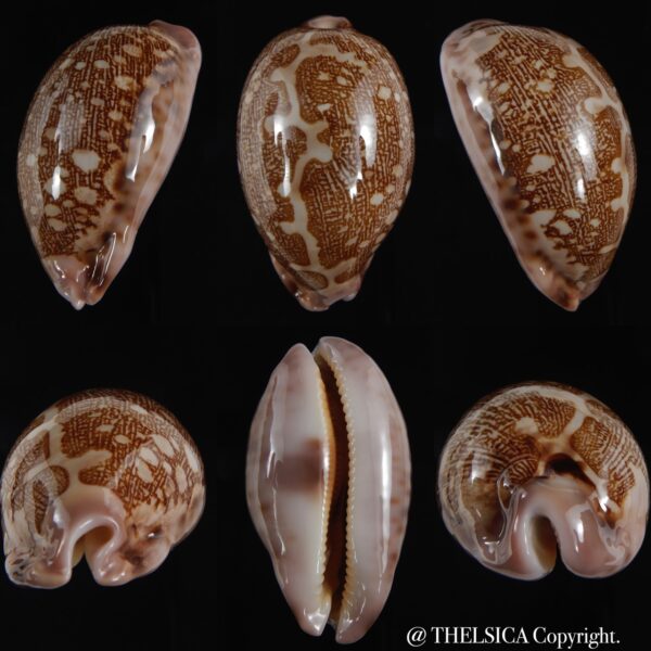 Leporicypraea mappa viridis guamensis... DWARF ... 54,22 mm Gem-0