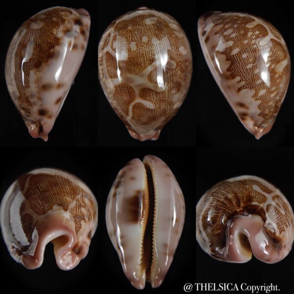 Leporicypraea mappa viridis guamensis...BIG SIZE ... 70.23 mm Gem-0