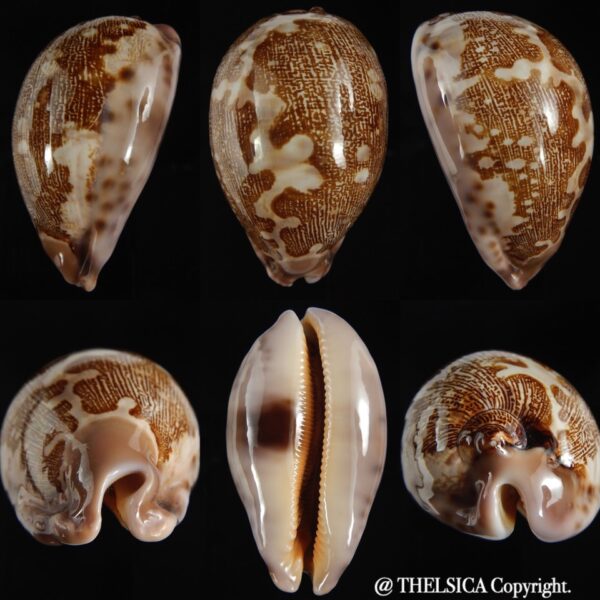 Leporicypraea mappa viridis montrouzieri ..77,28 mm Gem-0