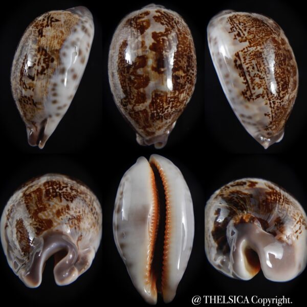 leporicypraea rosea aliwalensis 62.07 mm Gem-0