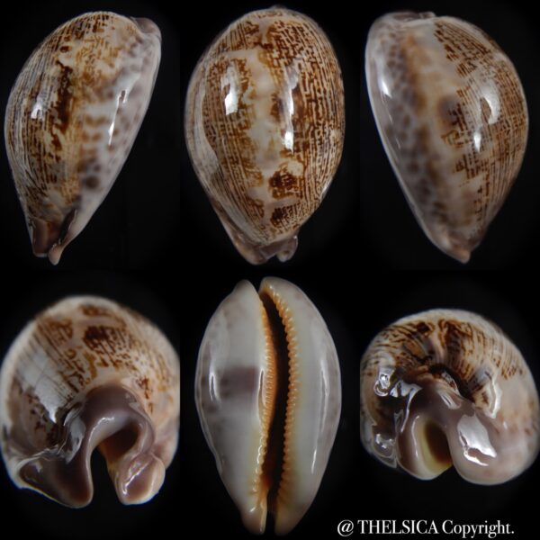 leporicypraea rosea aliwalensis 63.08 mm Gem-0