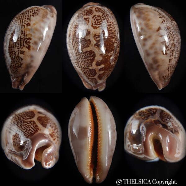 leporicypraea rosea aliwalensis 63.98 mm F+++/Gem-0