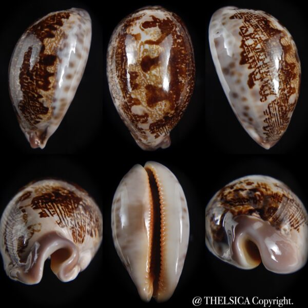 leporicypraea rosea aliwalensis 64.99 mm Gem-0