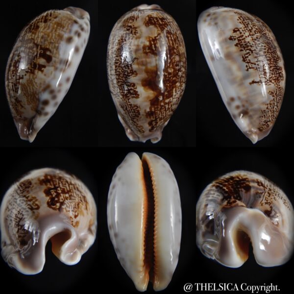 leporicypraea rosea aliwalensis 65.01 mm Gem -0