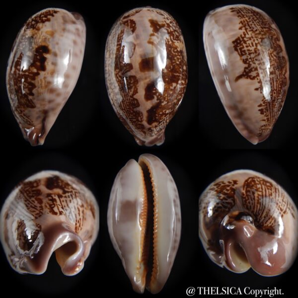 leporicypraea rosea aliwalensis 65.62 mm Gem-0