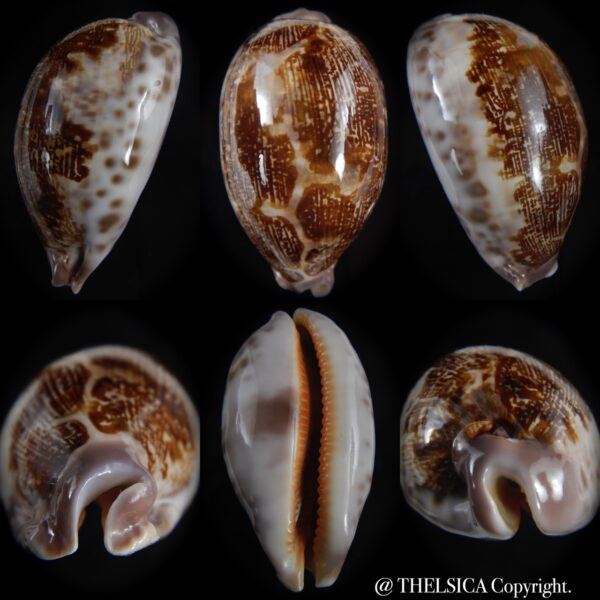 leporicypraea rosea aliwalensis 67.59 mm Gem-0