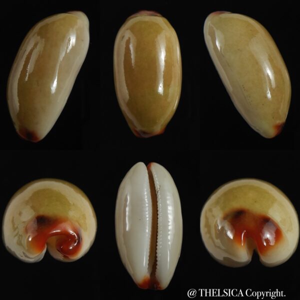 Luria isabella isabella ... Green... 36.17 mm Gem-0
