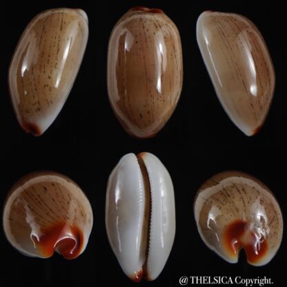 Luria isabella isabella ..GIANT... 40.23 mm Gem-0