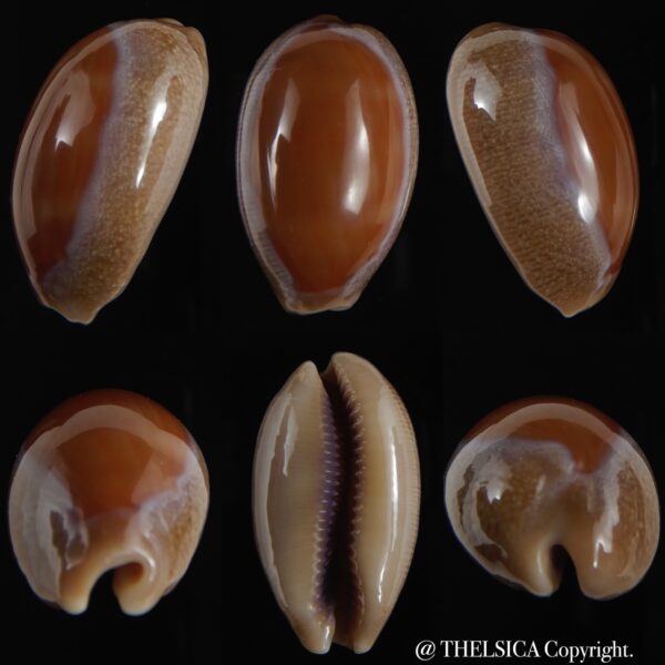 Lyncina carneola..SP pattern...36.16 mm Gem-0