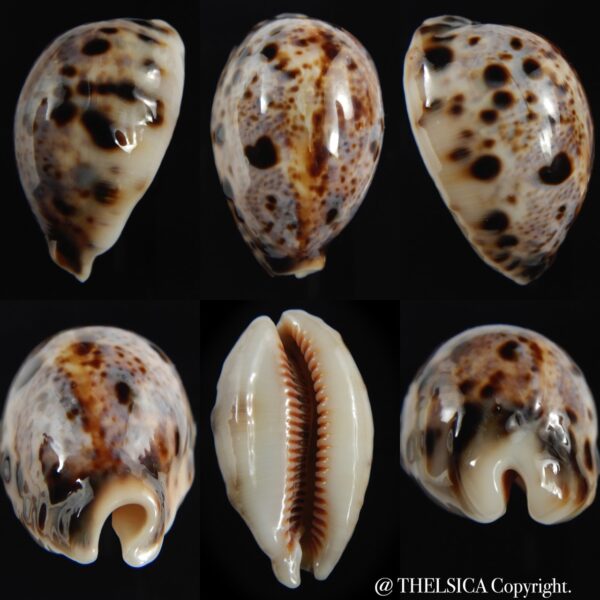 Lyncina lynx.. nodulosed.... 45.89 mm Gem-0