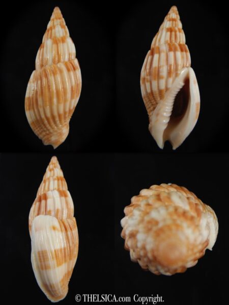Lyria (Mitraelyria) grangei 55.56 mm Gem-0