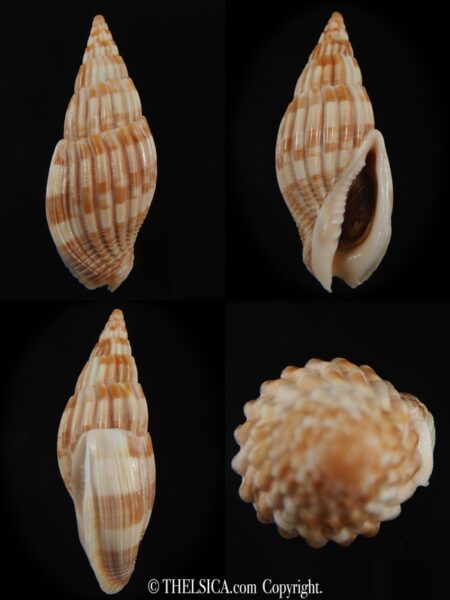 Lyria (Mitraelyria) grangei 56.63 mm Gem-0