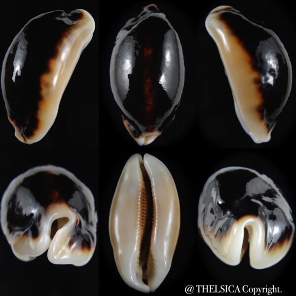 Mauritia eglantina eglantina N&R 51.53 mm Gem-0