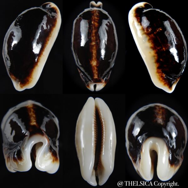 Mauritia eglantina eglantina N&R 58.43 mm Gem-0