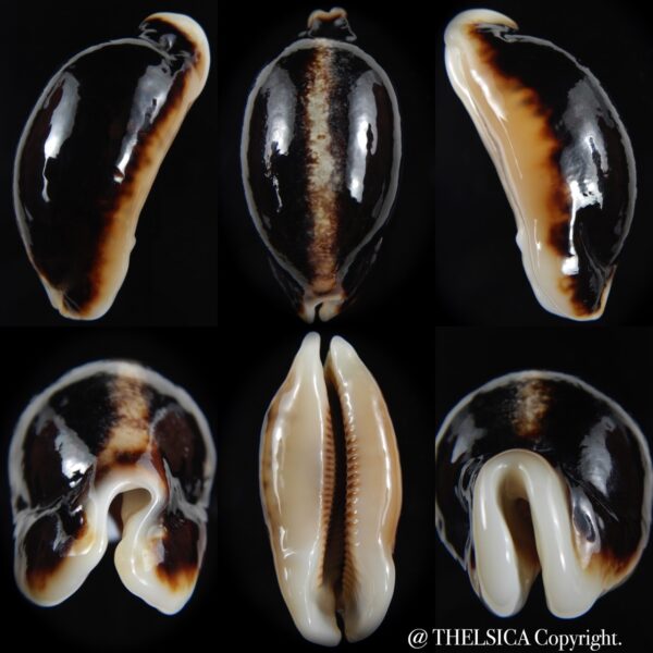 Mauritia eglantina eglantina N&R 59.76 mm Gem-0