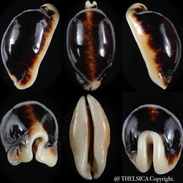 Mauritia eglantina eglantina N&R 60.30 mm Gem-0