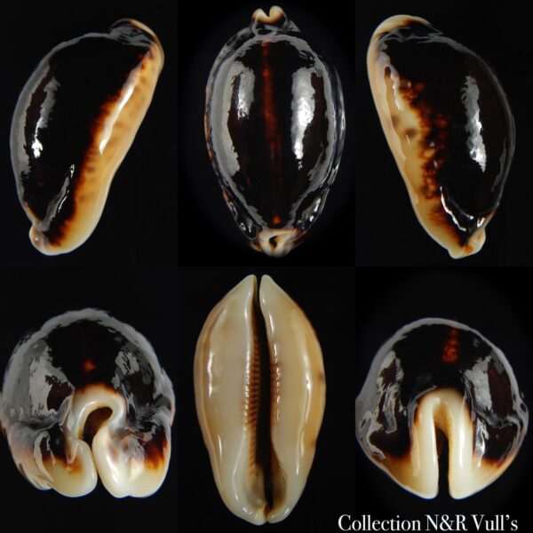 Mauritia eglantina eglantina N&R 55.00 mm Gem-0