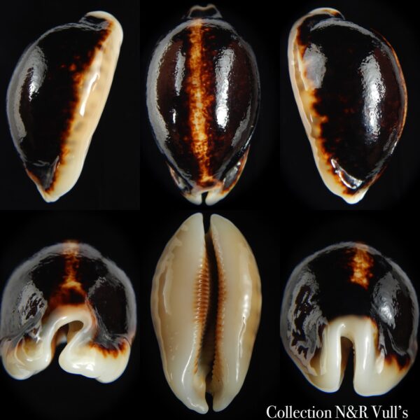 Mauritia eglantina eglantina N&R 58.72 mm Gem-0