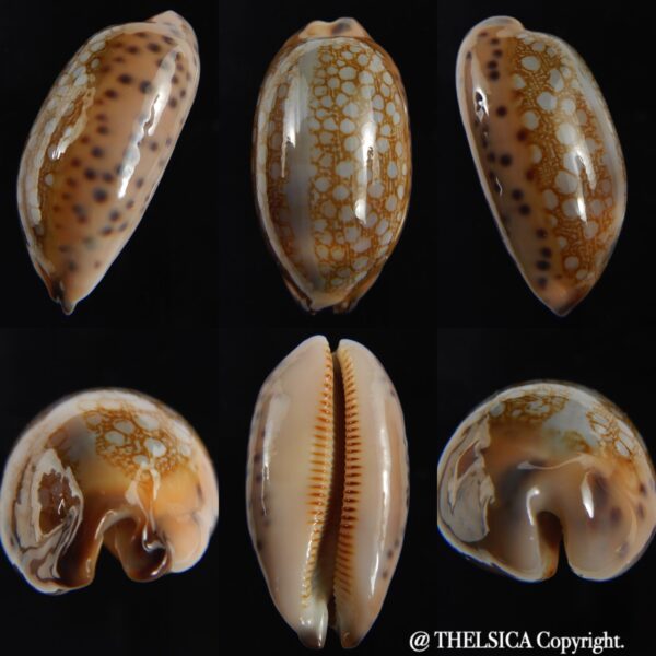 Mauritia scurra indica 42.23 mm Gem-0