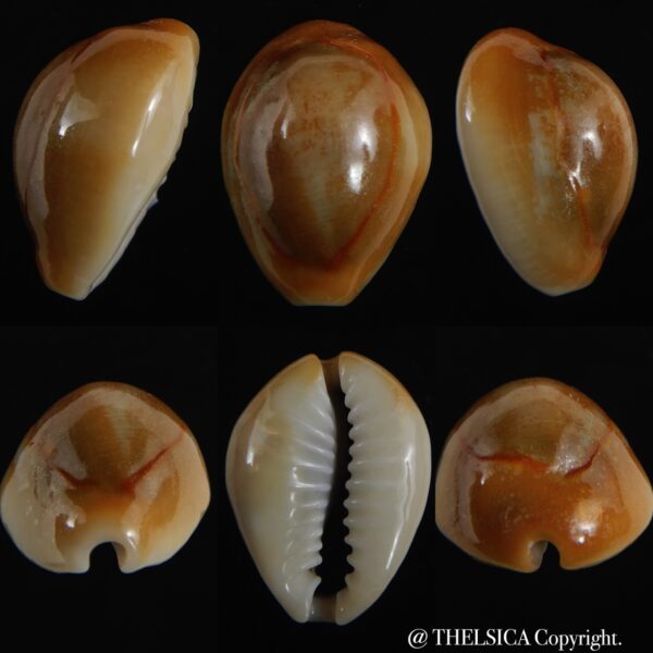 Monetaria annulus ...rusty... 19.49 mm F+++/Gem-0