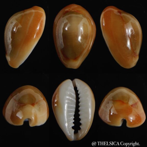 Monetaria annulus ...rusty... 19.57 mm F+++/Gem-0