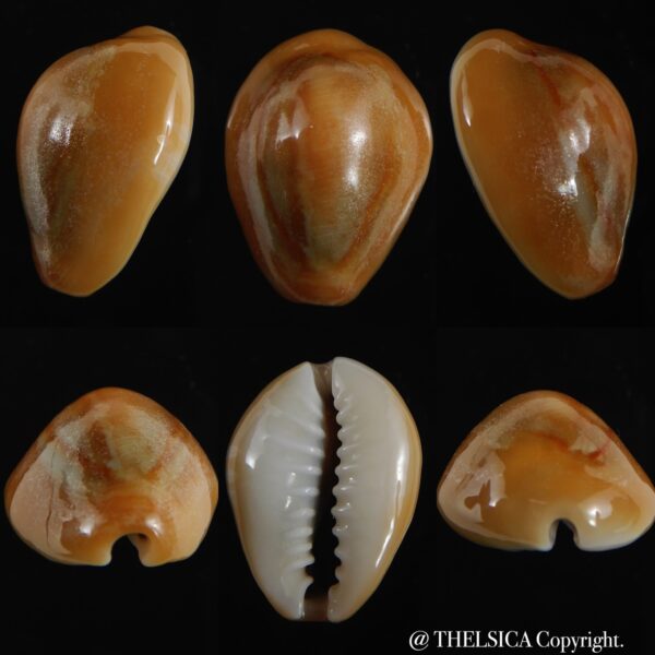 Monetaria annulus ...rusty... 19.92 mm F+++/Gem-0