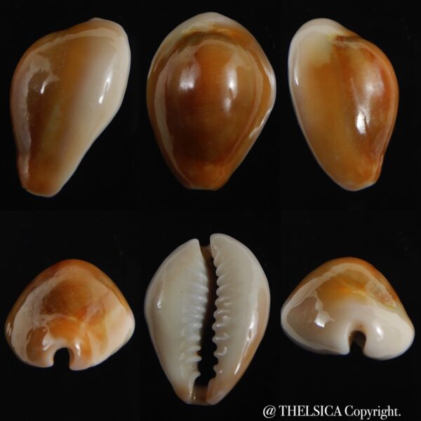 Monetaria annulus ...rusty... 19.96 mm F+++/Gem-0