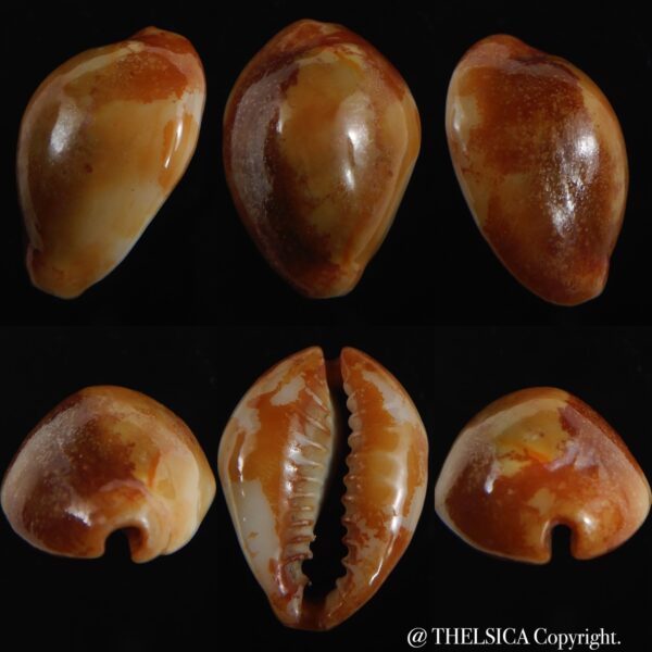 Monetaria annulus ...rusty... 21.39 mm F+++/Gem-0