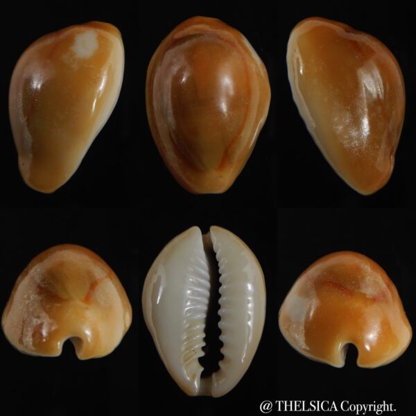 Monetaria annulus ...rusty... 23.34 mm F+++/Gem -0