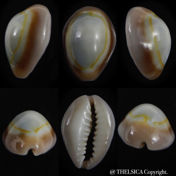 Monetaria annulus circumpicta 18.32 mm Gem-0