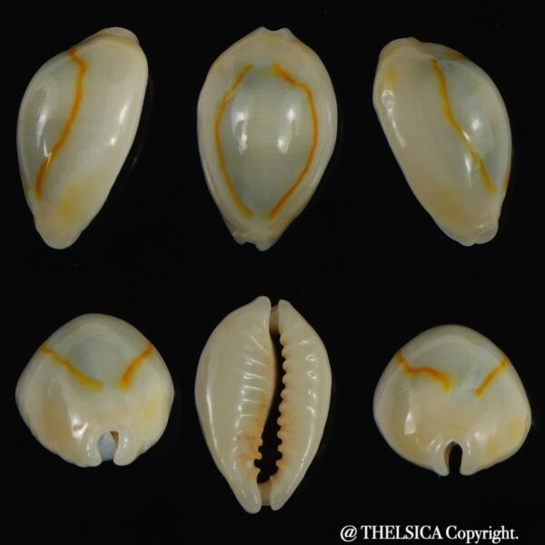 Monetaria annulus N&R 21.30 mm Gem-0