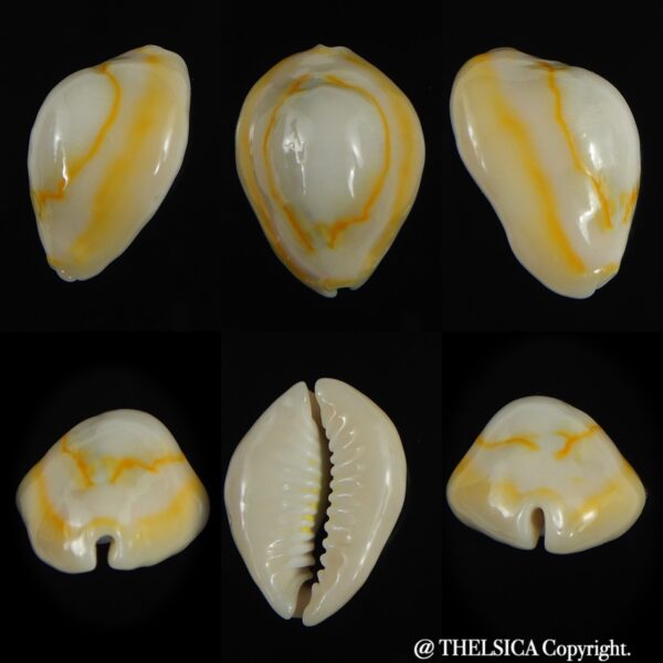 Monetaria annulus N&R 25.70 mm Gem-0