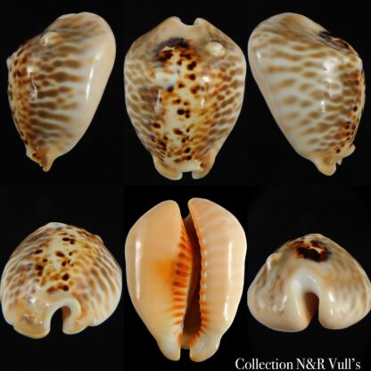 Muracypraea mus bicornis donmoorei ..Golden & Orange base.48.69 mm Gem-0