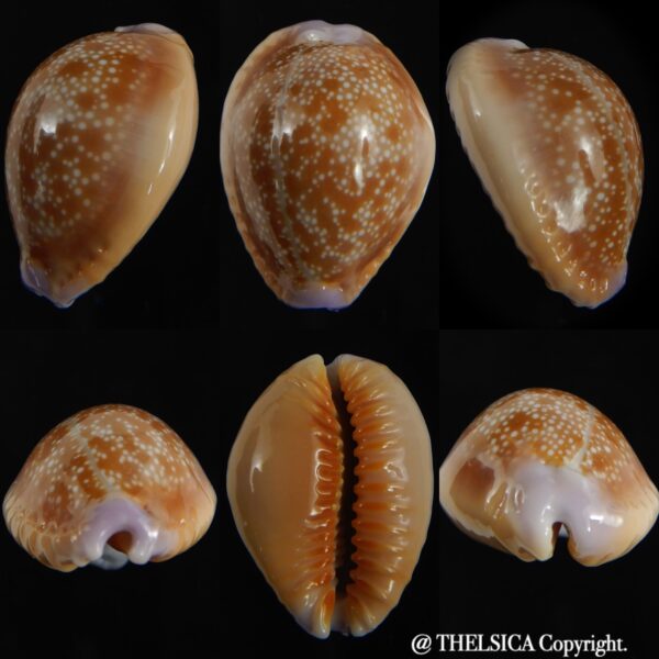 Naria helvola hawaiiensis 25.14 mm Gem-0