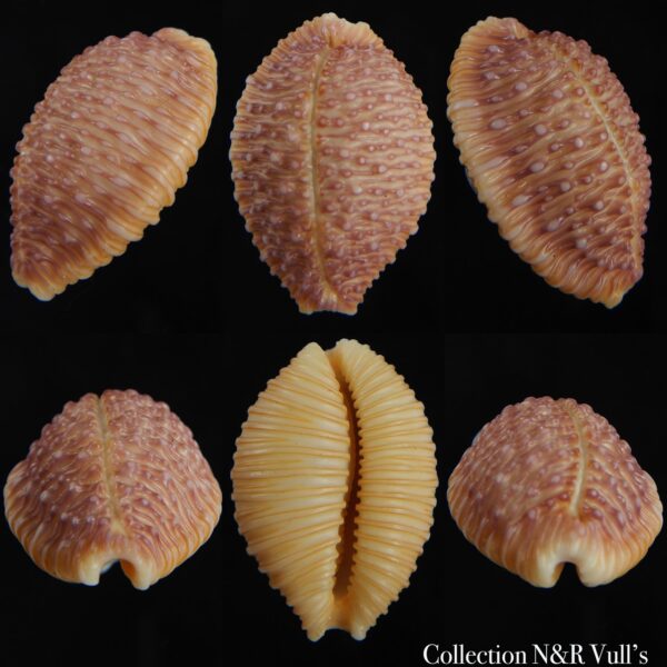 Nucleolaria cassiaui ... Very big size ... 28.97 mm Gem -0