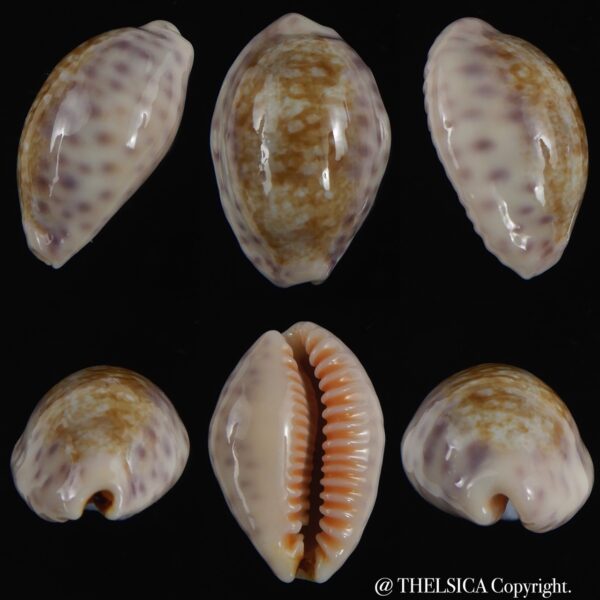 Ovatypsa chinensis whitworthi 26.76 mm Gem-0