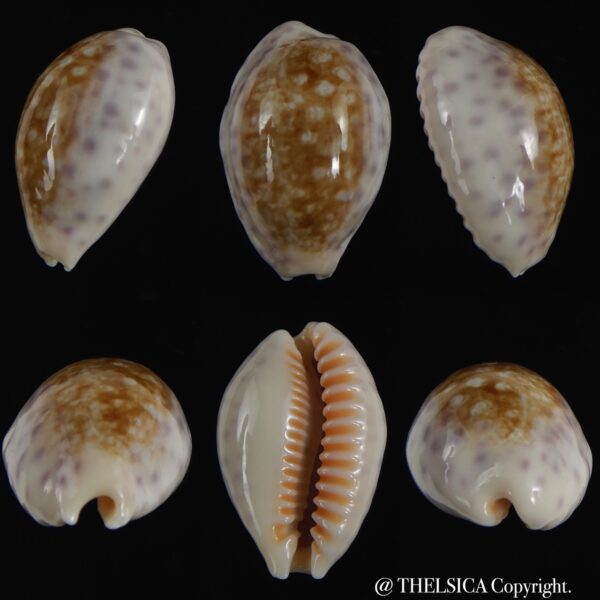 Ovatypsa chinensis whitworthi 28.57 mm Gem-0