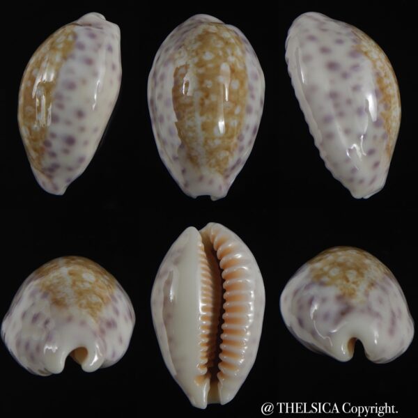 Ovatypsa chinensis whitworthi 31.80 mm Gem -0