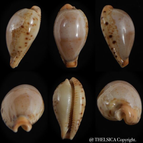 Palmulacypraea boucheti 20.75 mm Gem -0