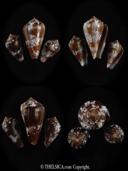 Pionoconus catus fuscoolivaceus 30.62/39.25/ 27.87 mm Gem -0