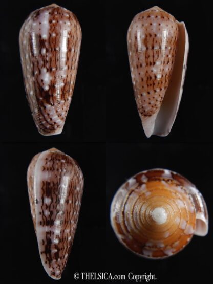 Pionoconus floccatus .. 60.65 mm Gem-0