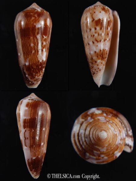 Pionoconus floccatus .. 66.62 mm Gem-0