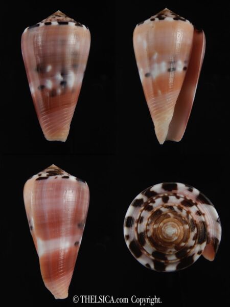 Pionoconus gauguini 52.26 mm Gem-0