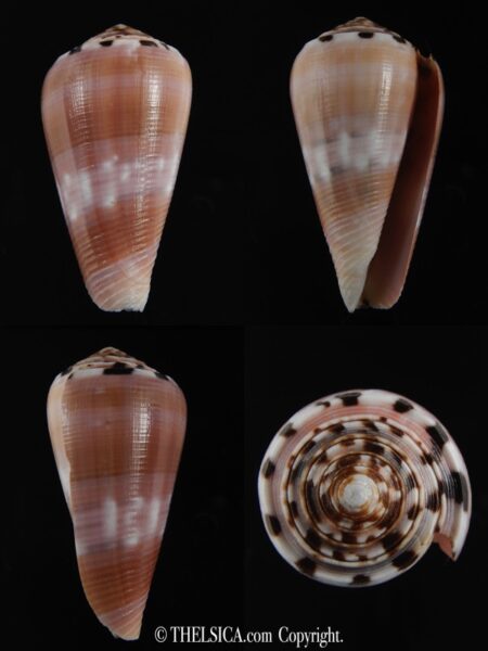 Pionoconus gauguini 54.87 mm Gem-0